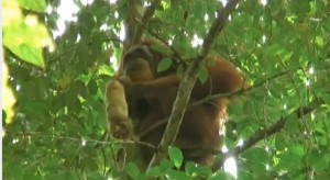 Orang-oetan eet lori 